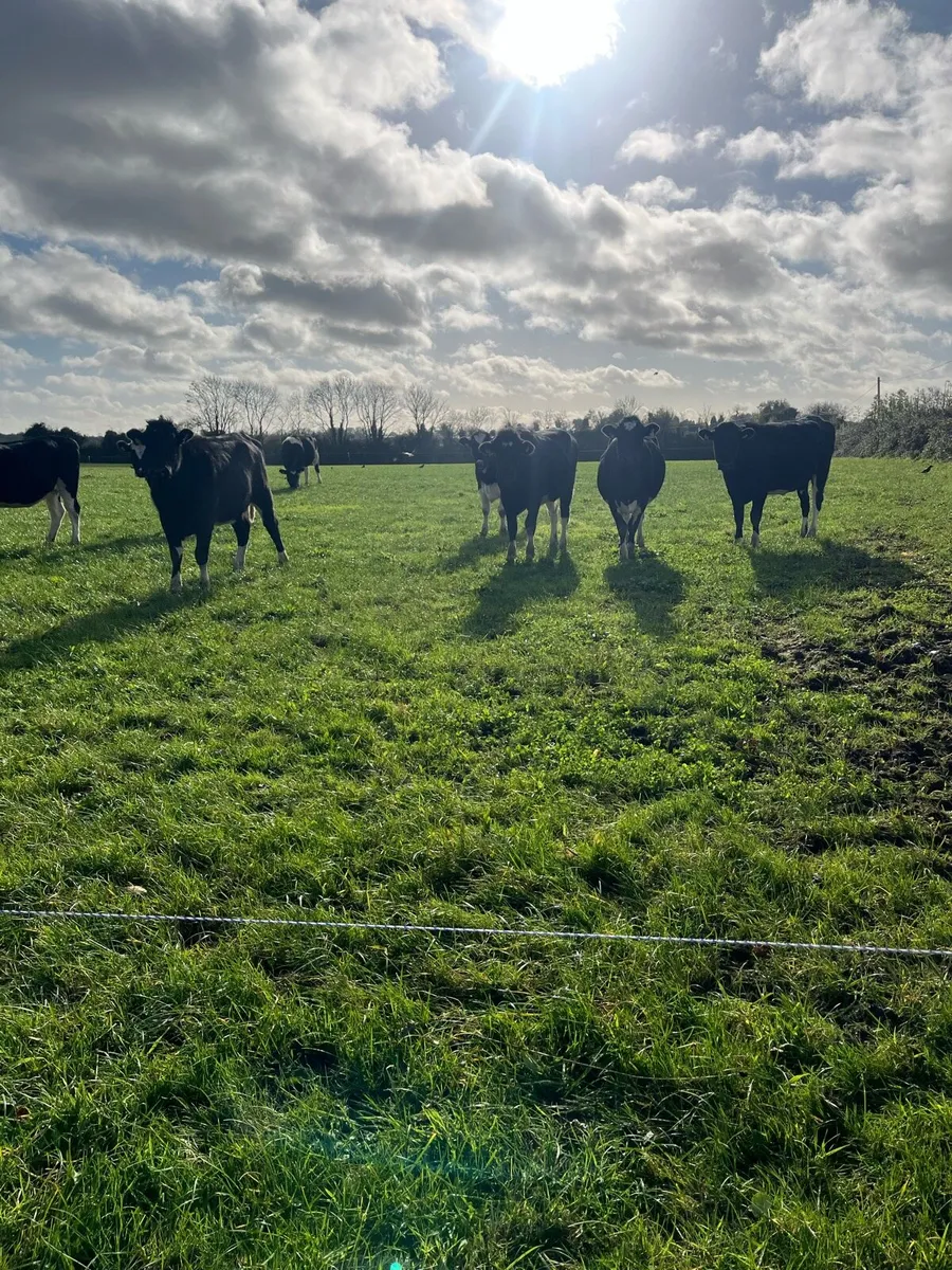 Springing heifers - Image 2