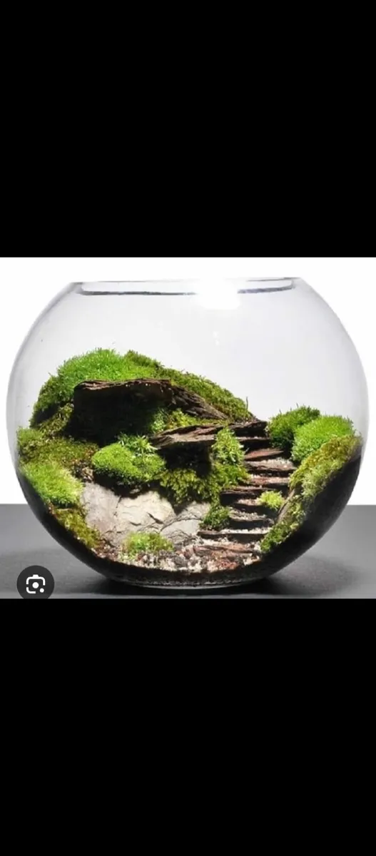 Universal fish tank terrarium plant growing bowls - Image 3