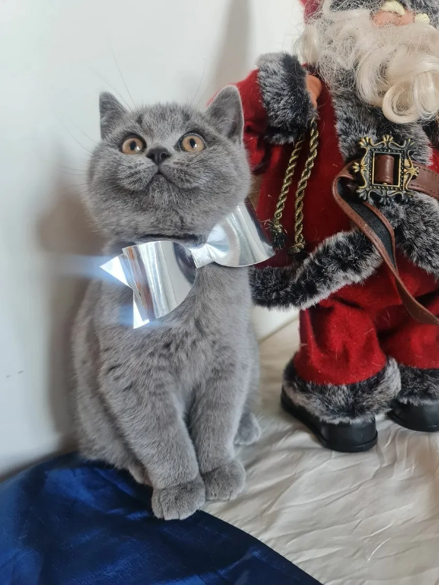 British shorthair kittens ♥️ 😸 - Image 1
