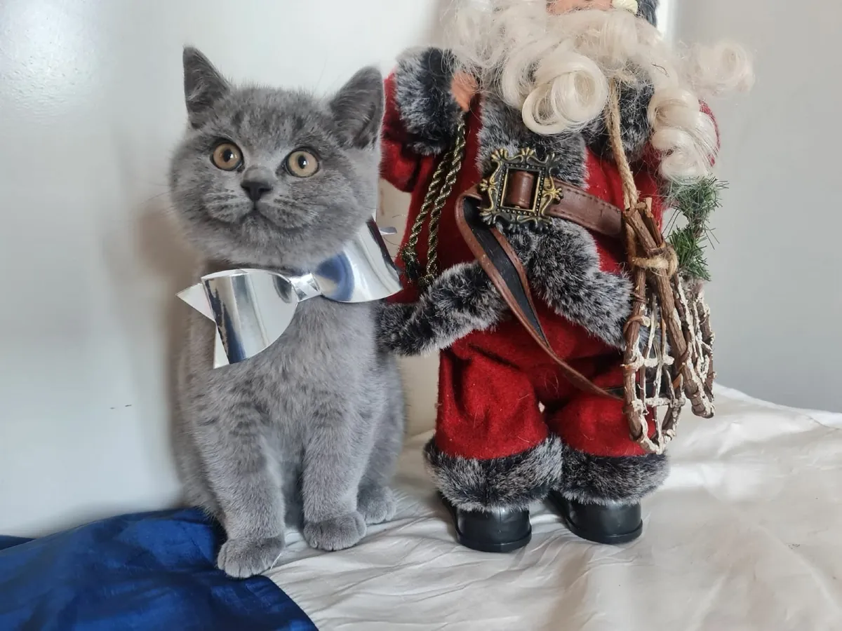 British shorthair kittens ♥️ 😸 - Image 2