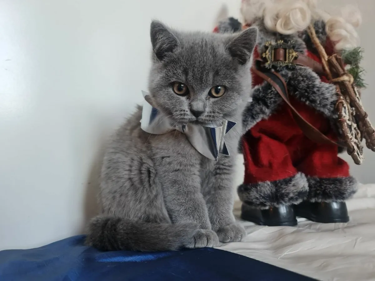 British shorthair kittens ♥️ 😸 - Image 3