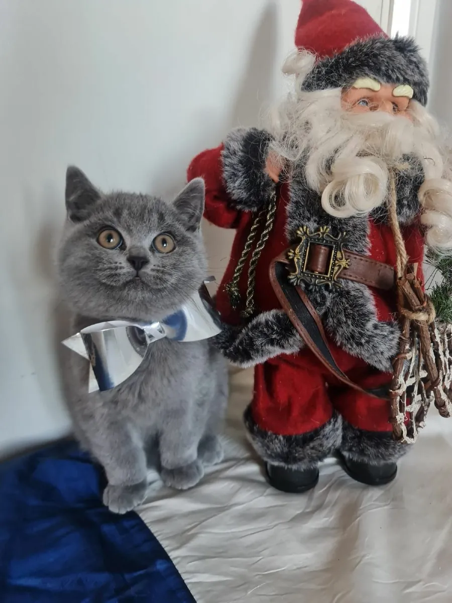 British shorthair kittens ♥️ 😸 - Image 4