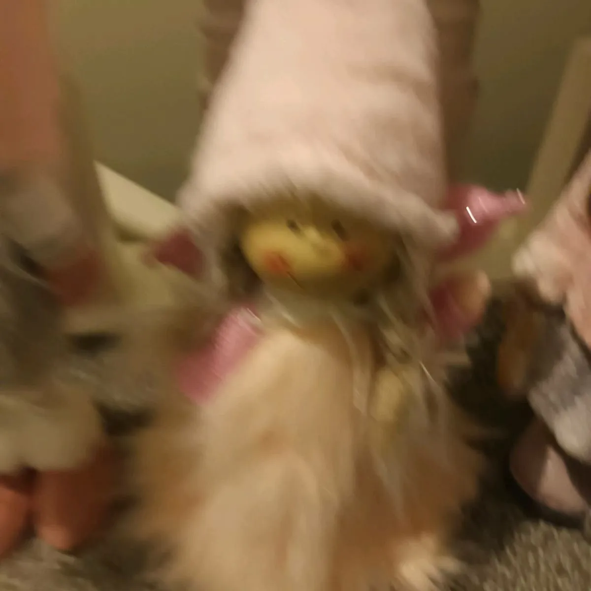 Various Christmas Decorations - Image 4