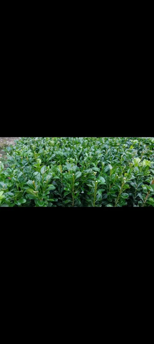 Box Hedging - Image 2