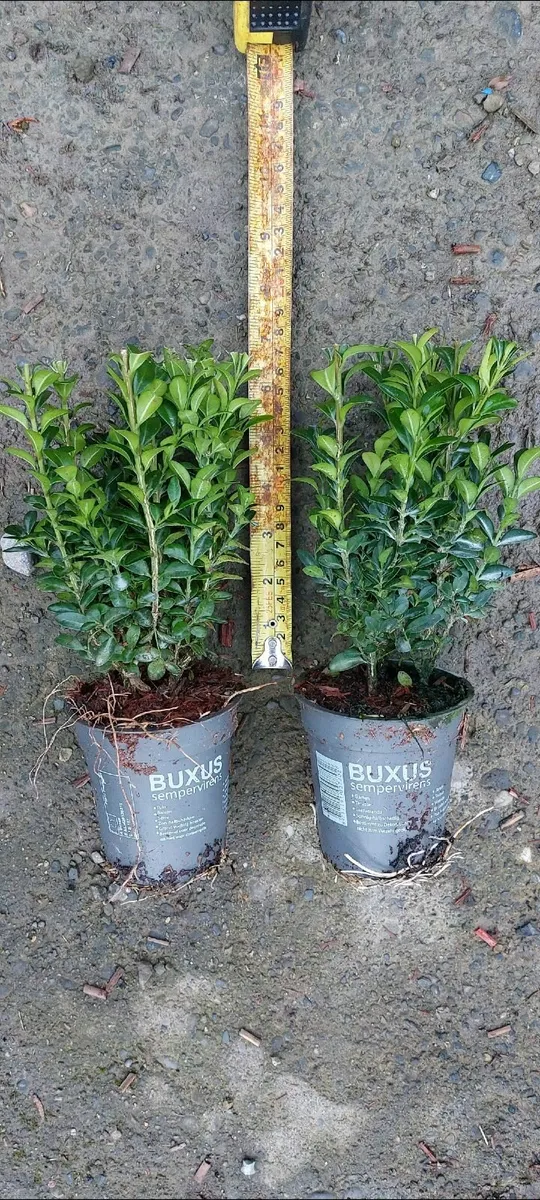 Box Hedging - Image 1