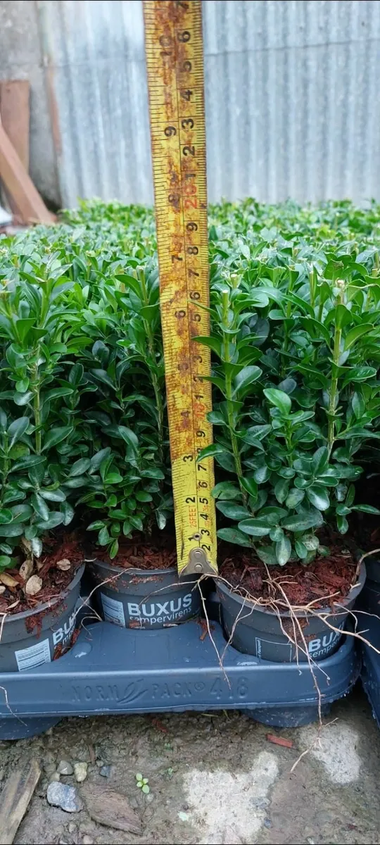 Box Hedging - Image 3