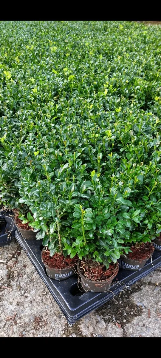 Box Hedging - Image 3