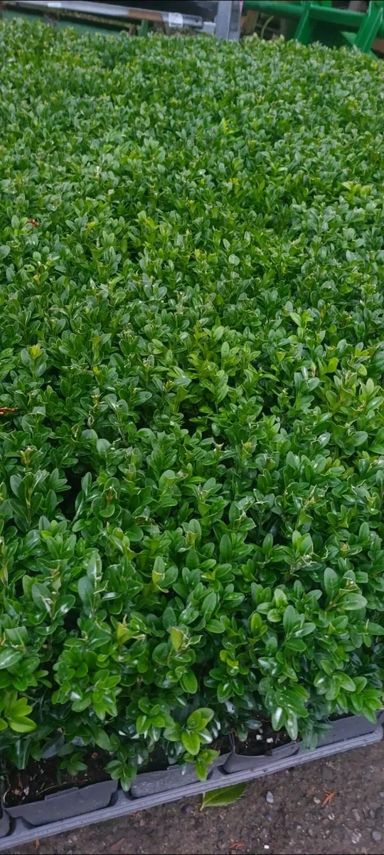 Box Hedging - Image 2