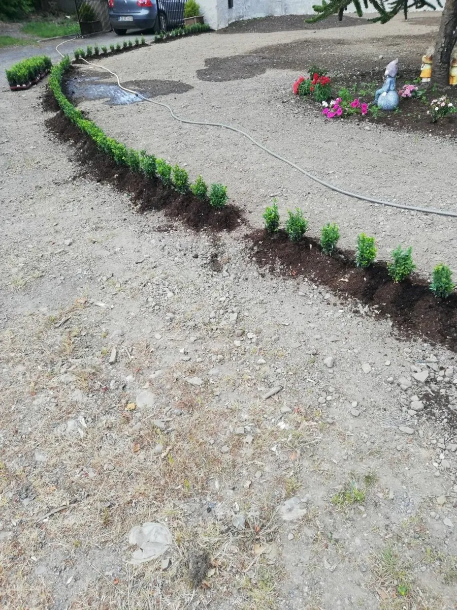 Box Hedging - Image 3