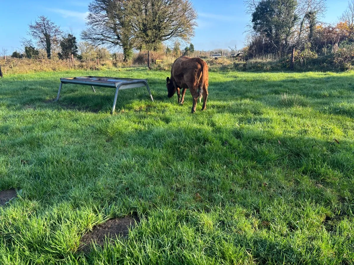 Dexter cattle - Image 1