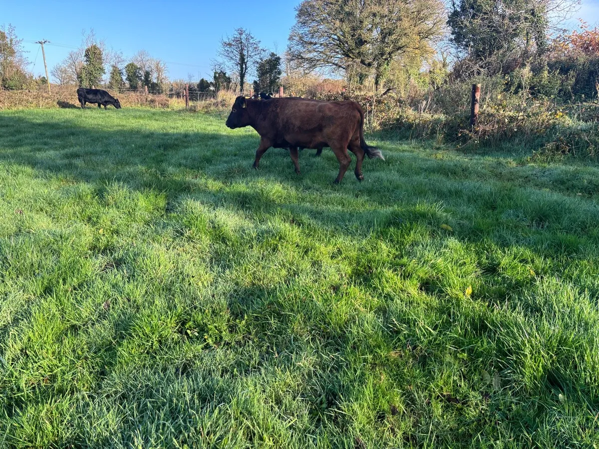 Dexter cattle - Image 2