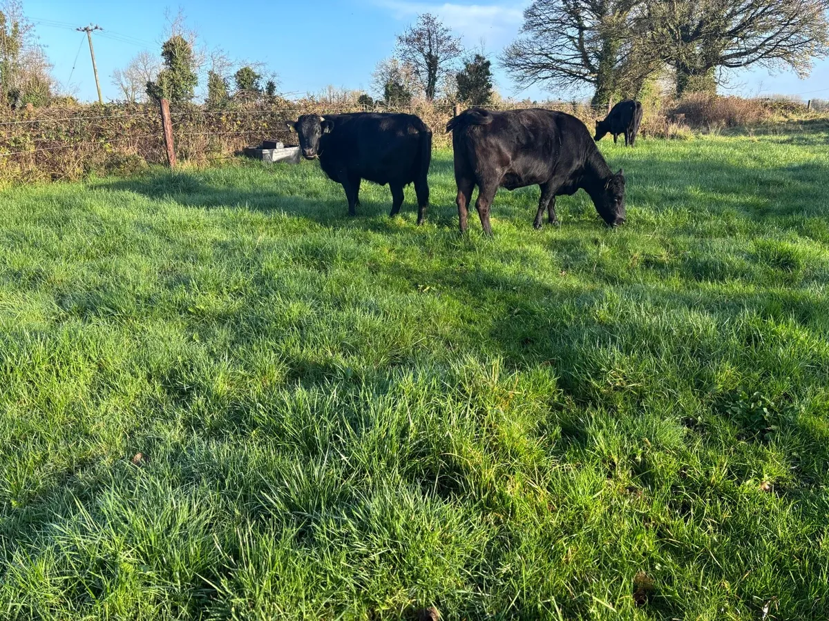 Dexter cattle - Image 3