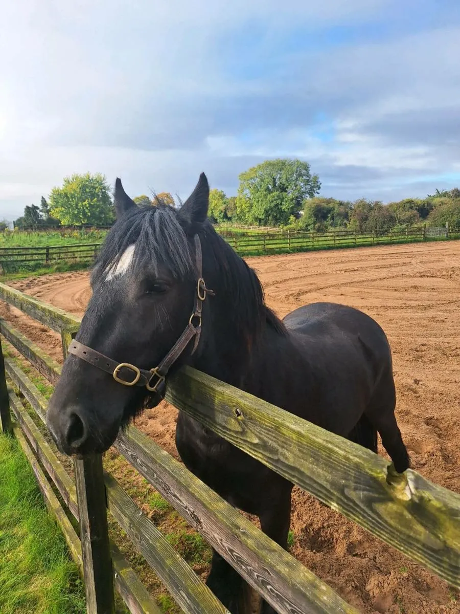 Forever family horse - Image 2