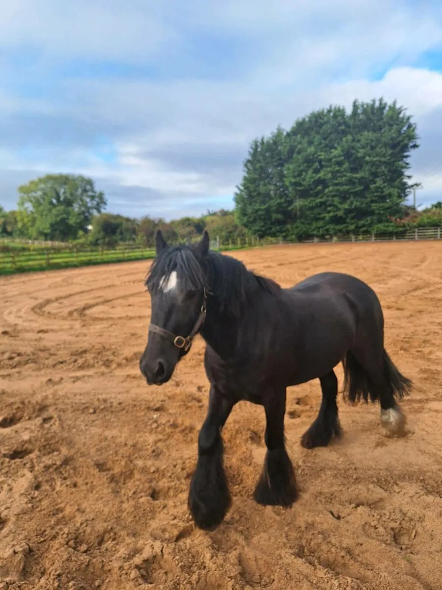 Forever family horse - Image 3