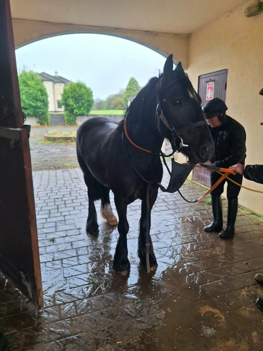 Forever family horse - Image 4