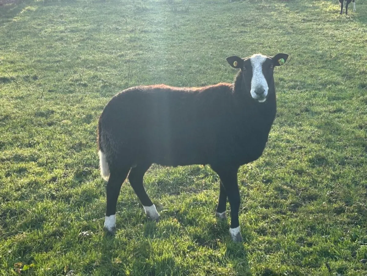 Zwatble Ram - Image 1