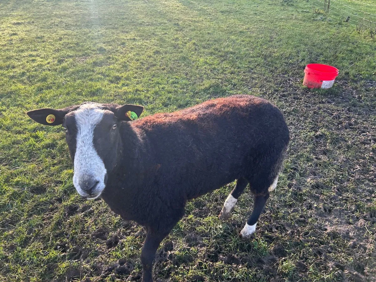 Zwatble Ram - Image 2