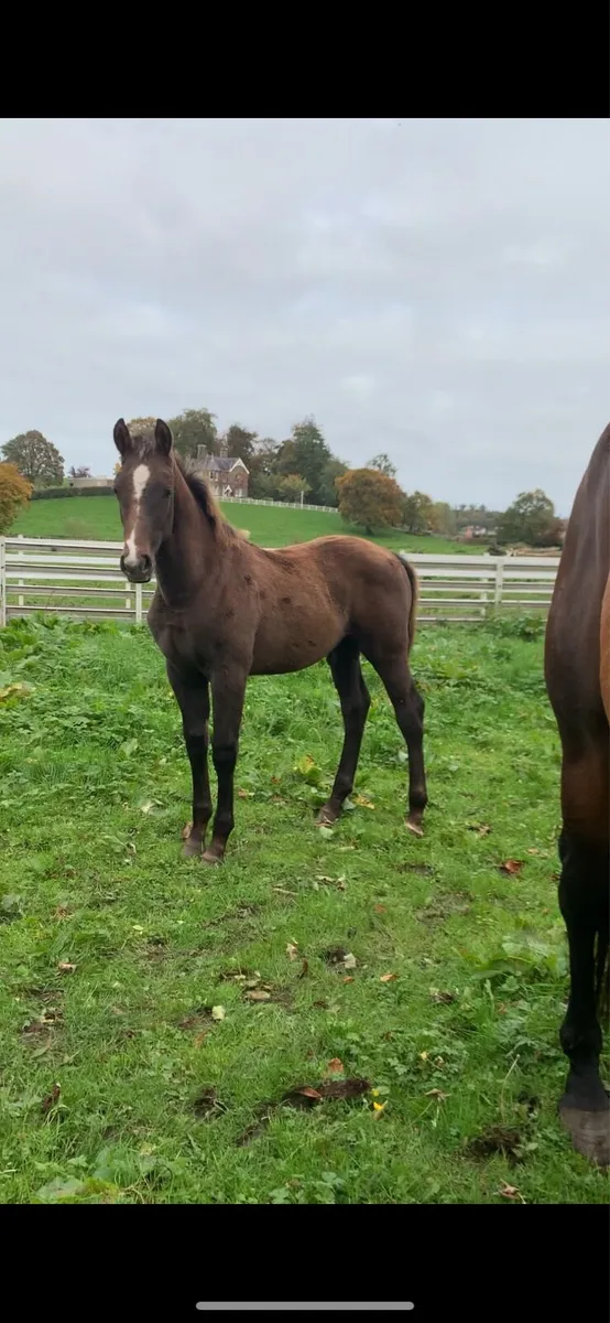 🌟Quality Irish sport horse foals for sale🌟 - Image 1