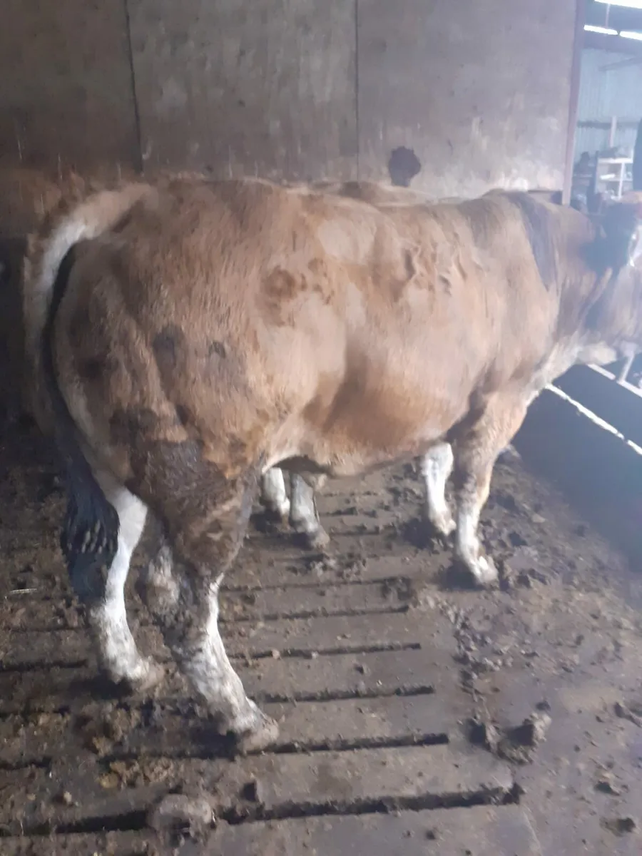 PB Parthenaise Bull for Sale Kilmallock 10th Nov - Image 1