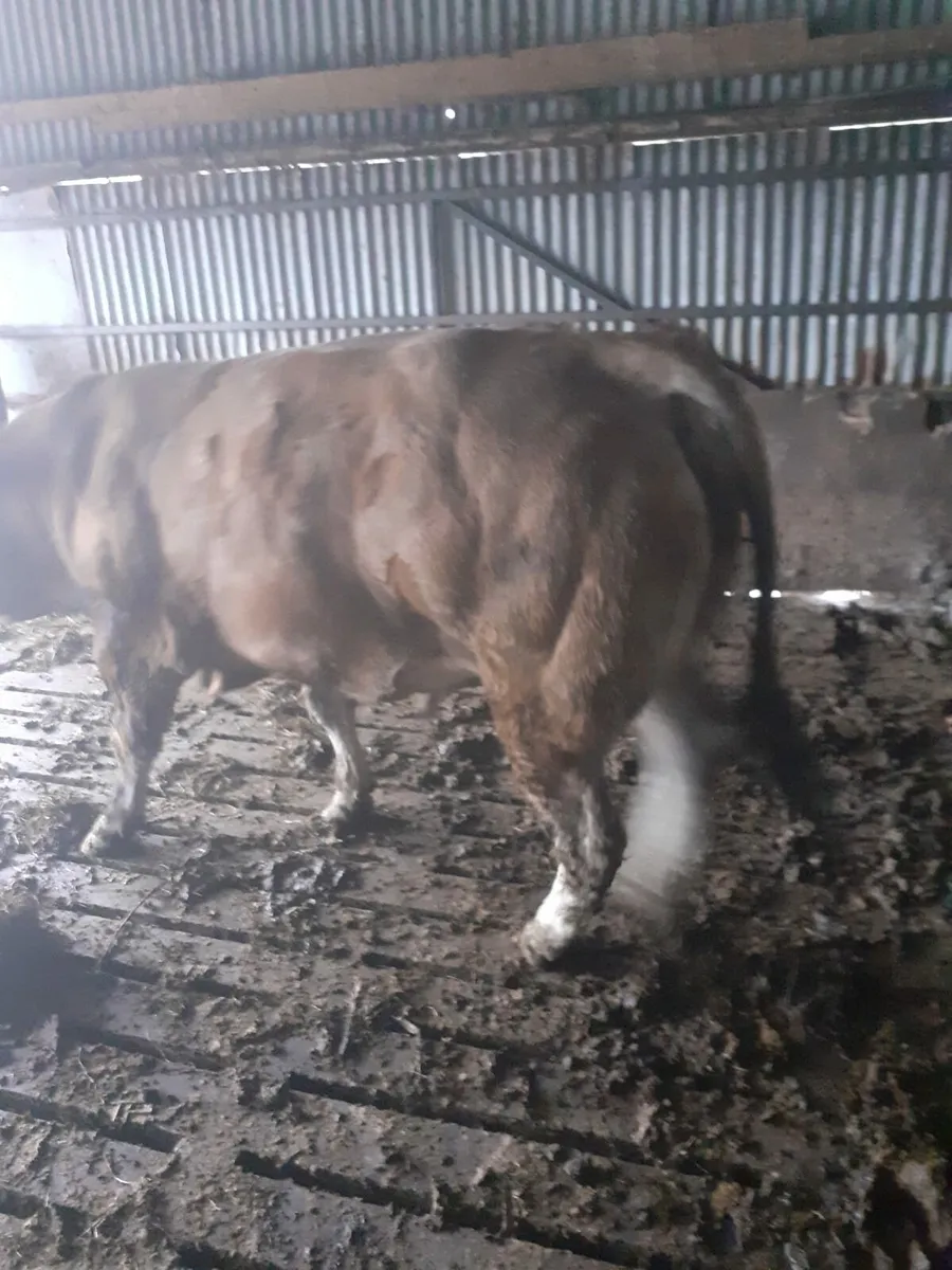 PB Parthenaise Bull for Sale Kilmallock 10th Nov - Image 2