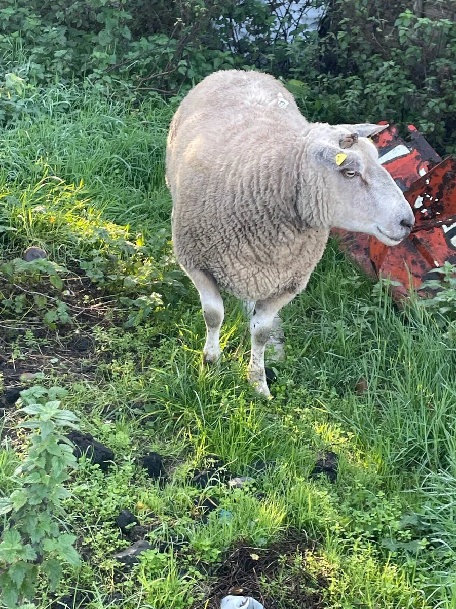 Charlie ram - Image 1