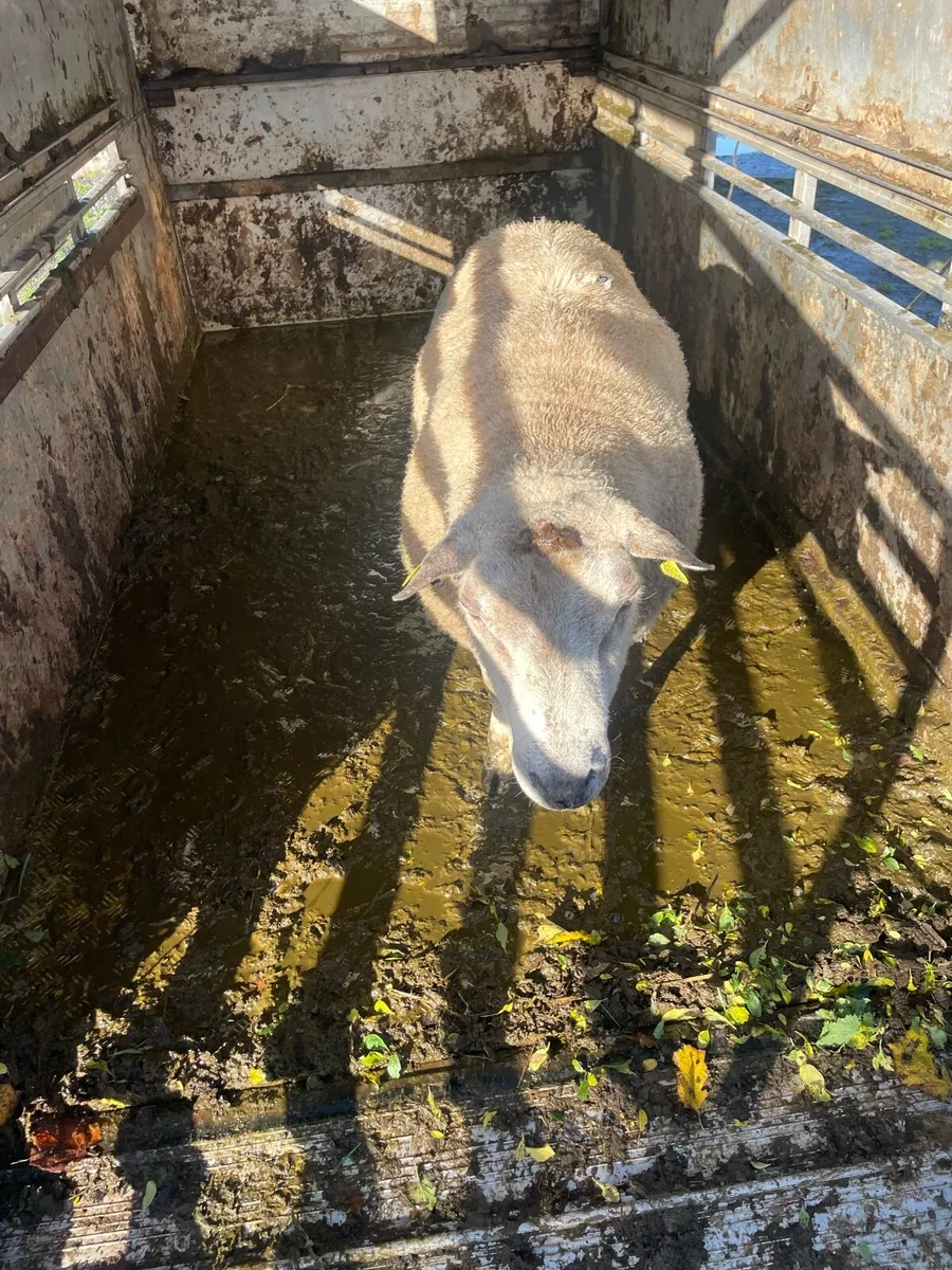 Charlie ram - Image 2