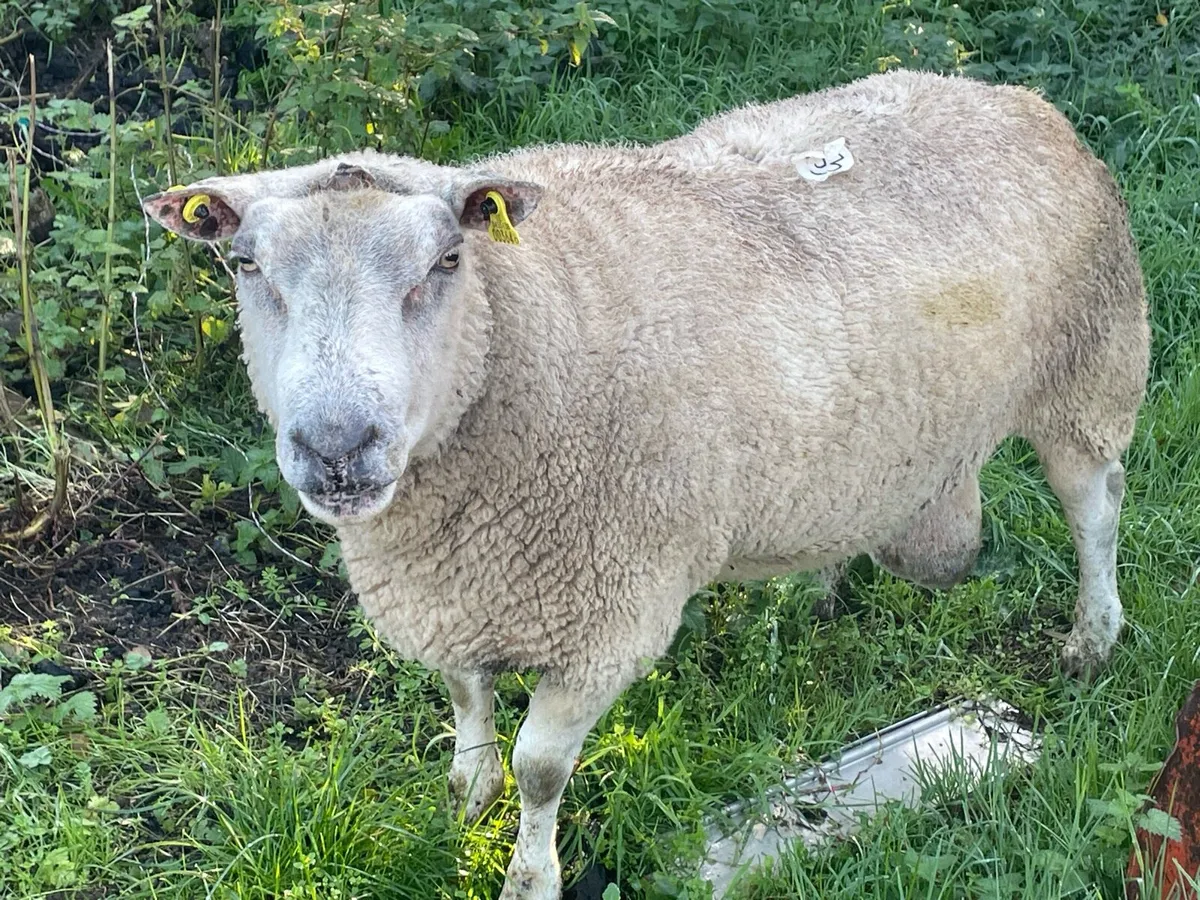 Charlie ram - Image 3