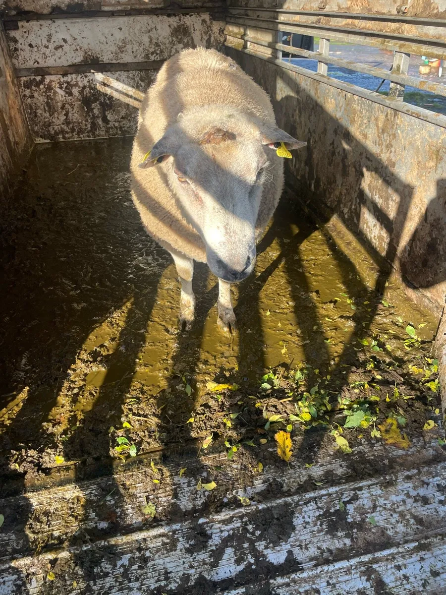 Charlie ram - Image 4