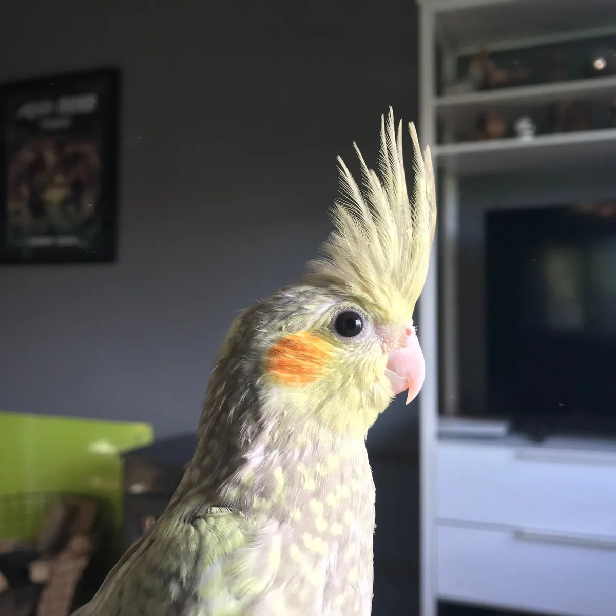 8 Week old Hand Reared Cockatiel. Silly tame - Image 2