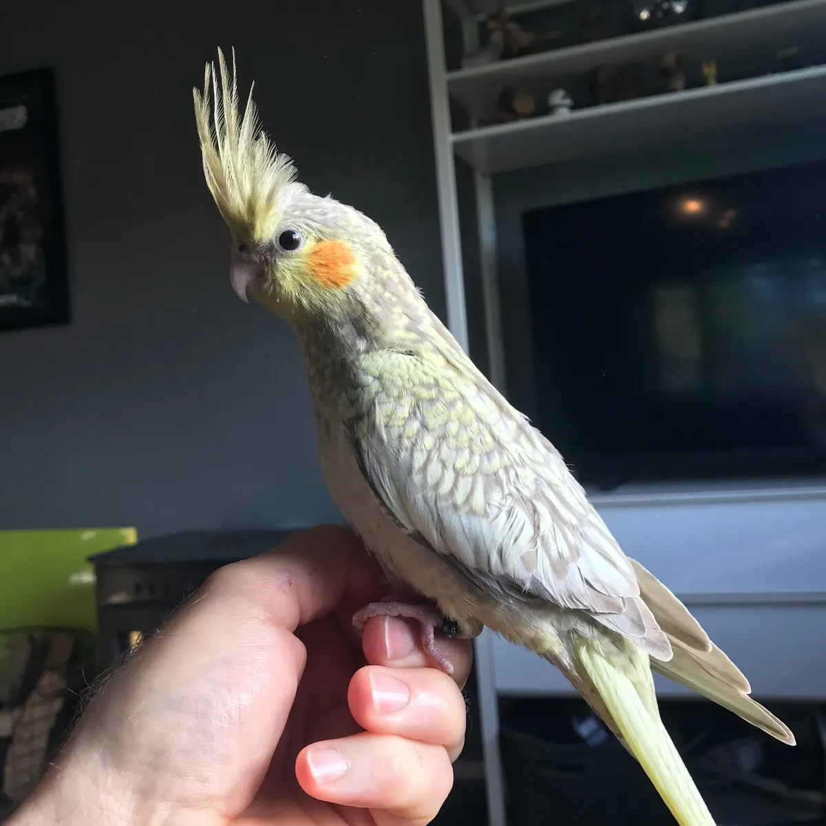 8 Week old Hand Reared Cockatiel. Silly tame - Image 3