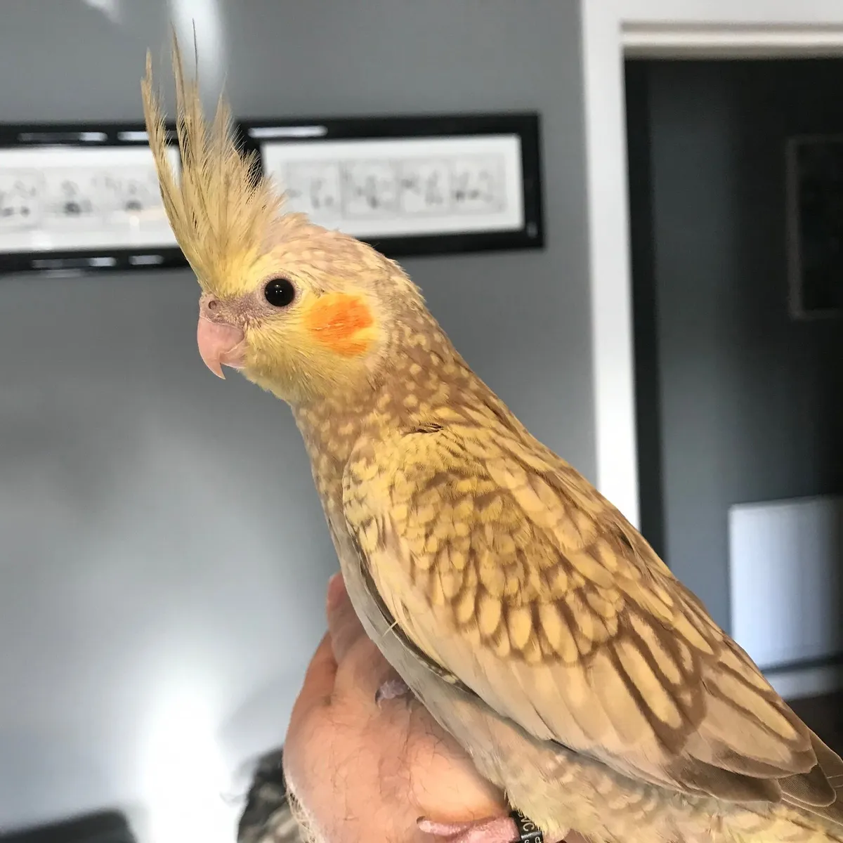 8 Week old Hand Reared Cockatiel. Silly tame - Image 1
