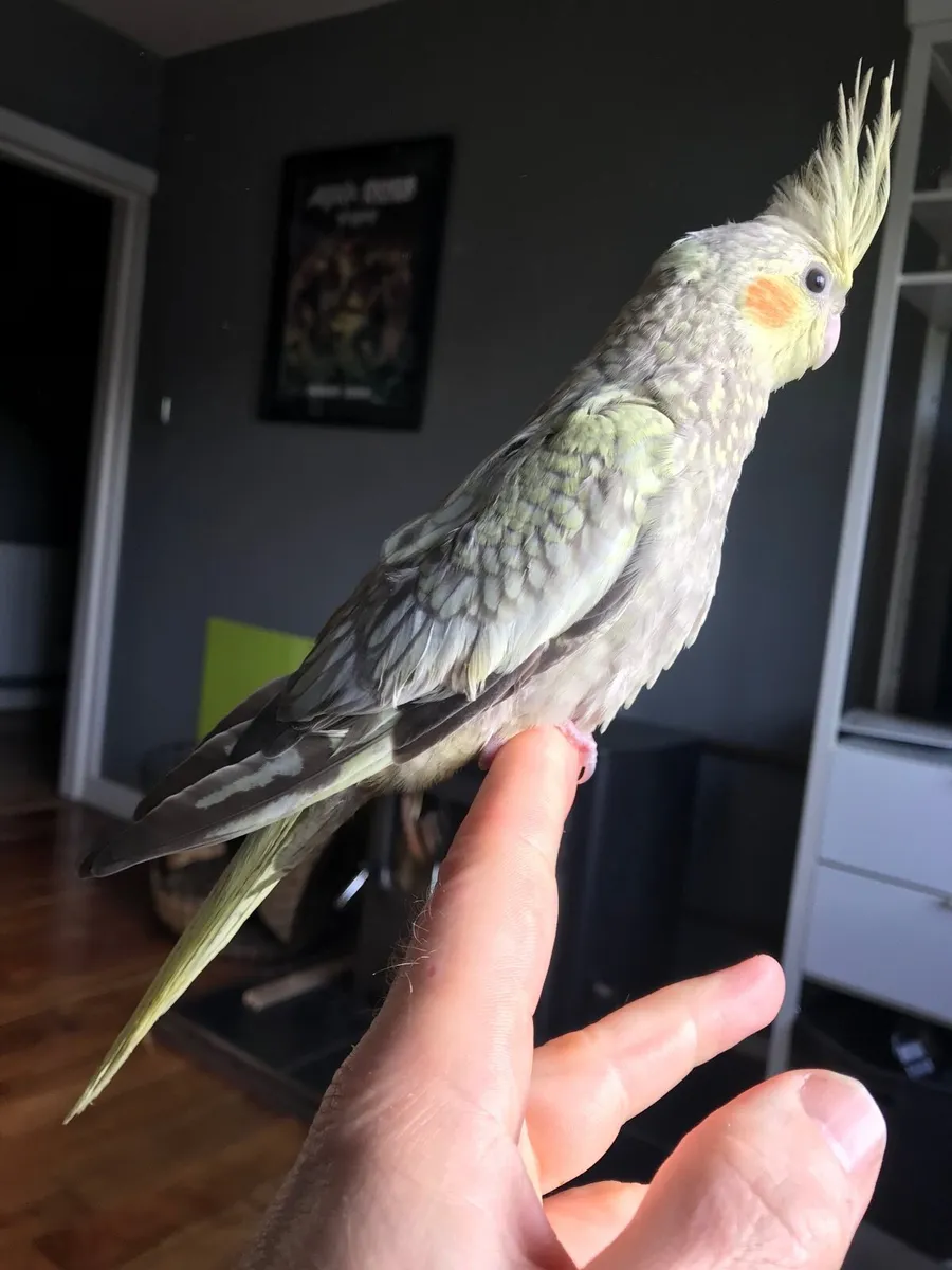 8 Week old Hand Reared Cockatiel. Silly tame - Image 4