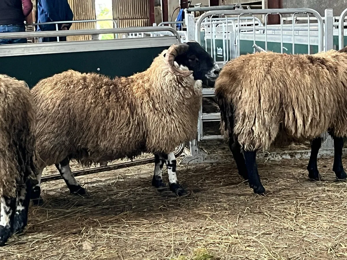 Sis Lanark ram lambs - Image 1