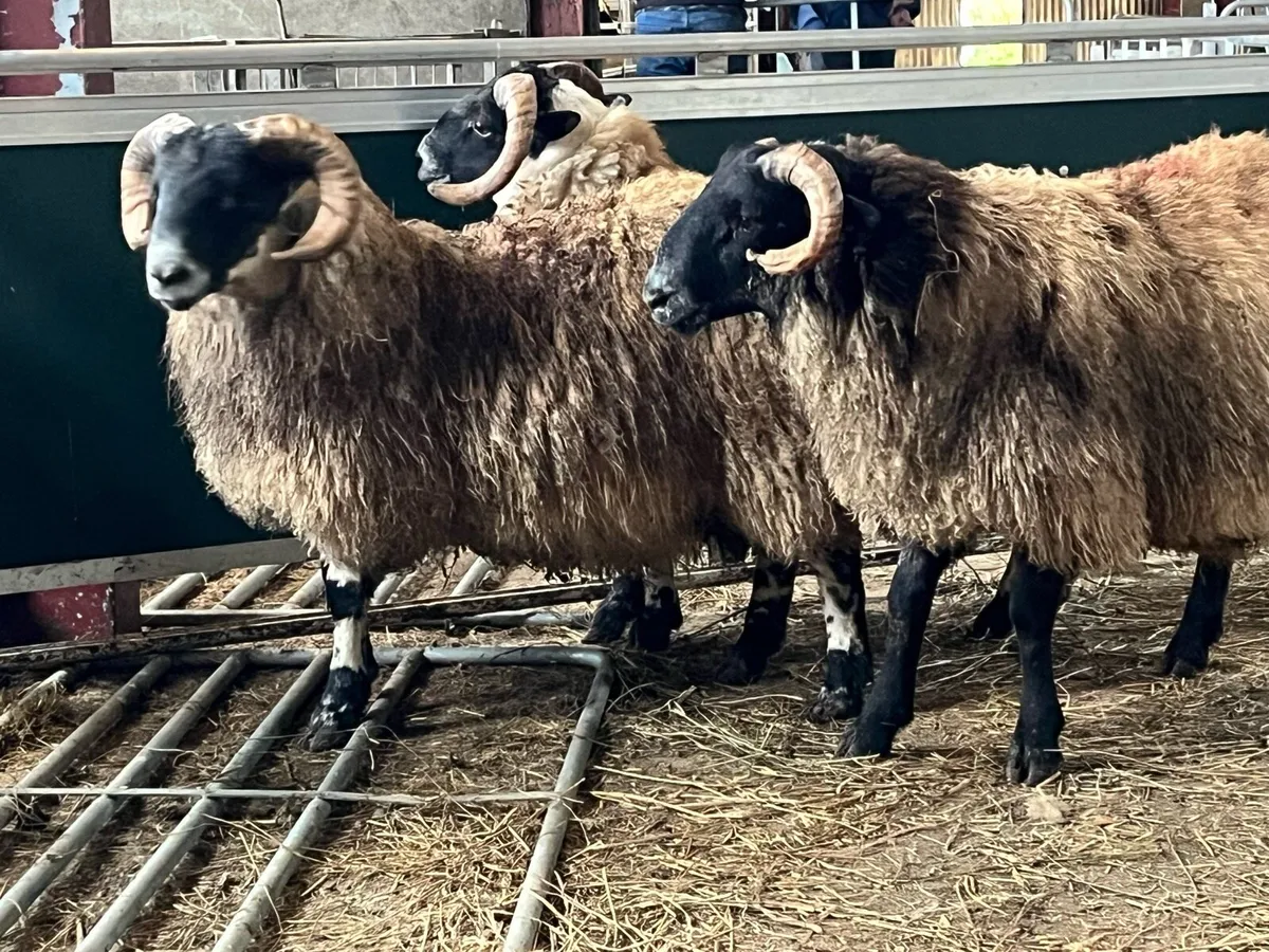 Sis Lanark ram lambs - Image 2