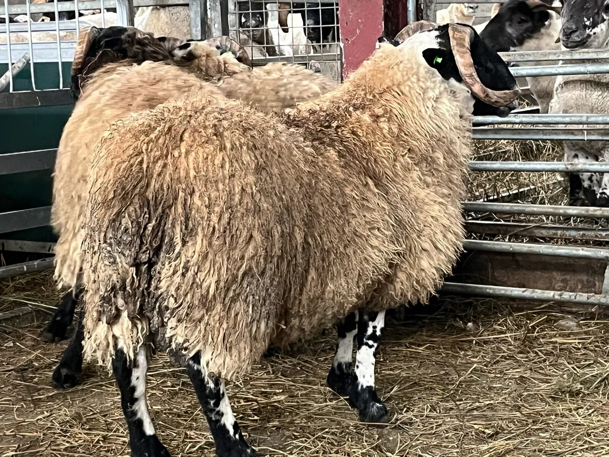 Sis Lanark ram lambs - Image 3