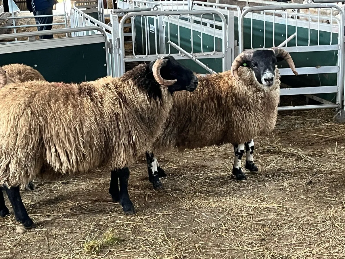 Sis Lanark ram lambs - Image 4
