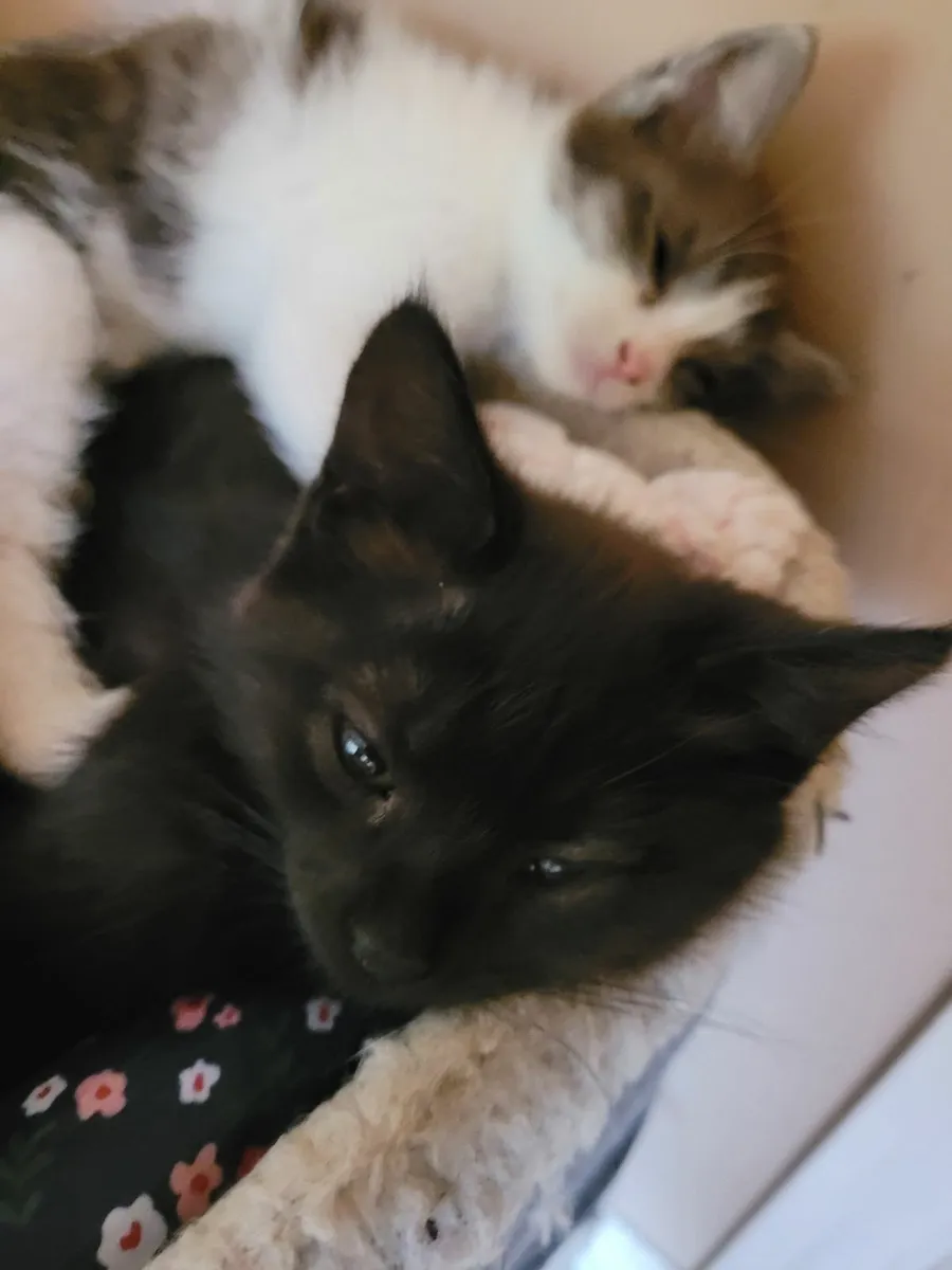 Female black kitten - free to good home - Image 1