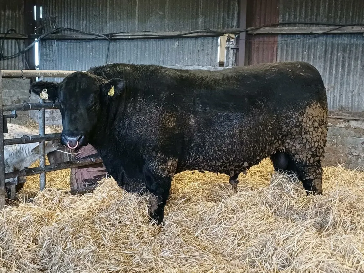Angus Bull - Image 2
