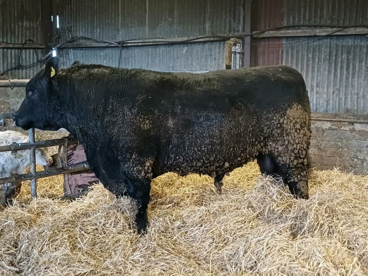 Angus Bull - Image 1