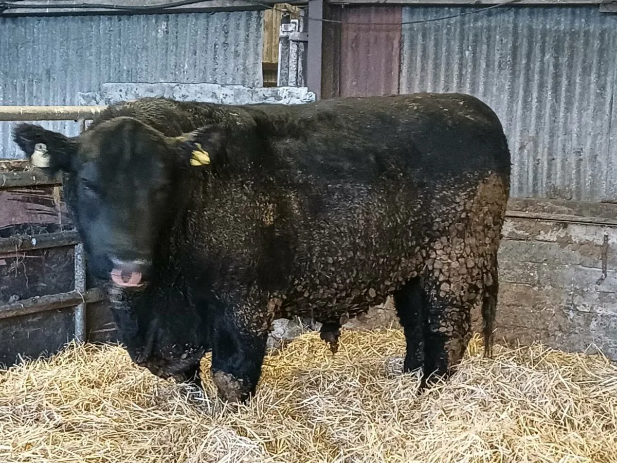 Angus Bull - Image 4