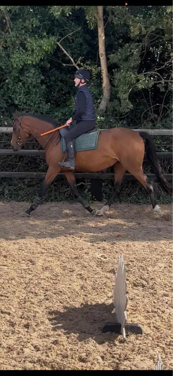 3 year old filly - Image 1