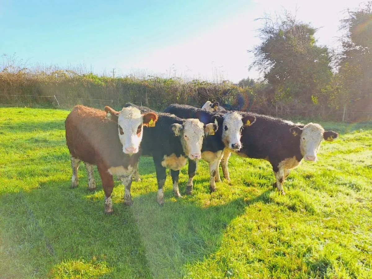5 HEREFORD HEIFERS 340KGS - Image 1