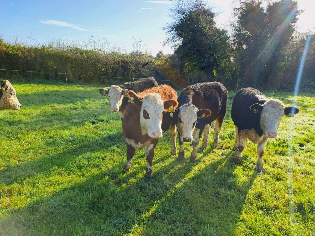 5 HEREFORD HEIFERS 340KGS - Image 2