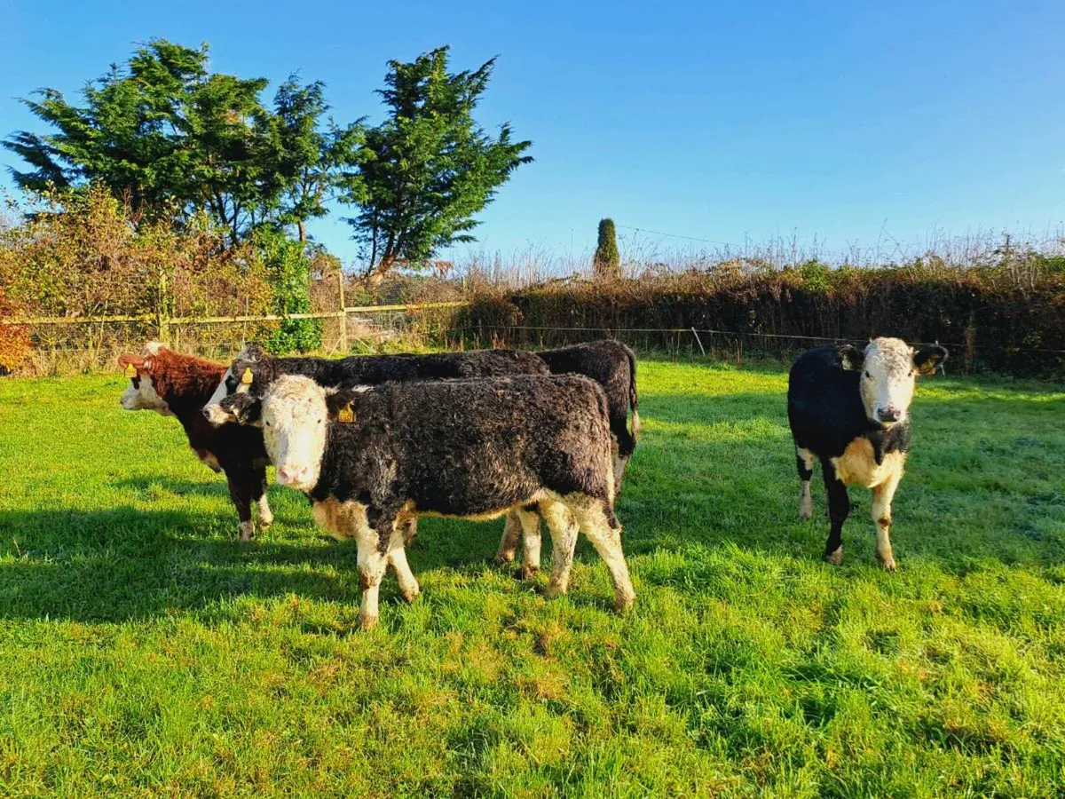 5 HEREFORD HEIFERS 340KGS - Image 3