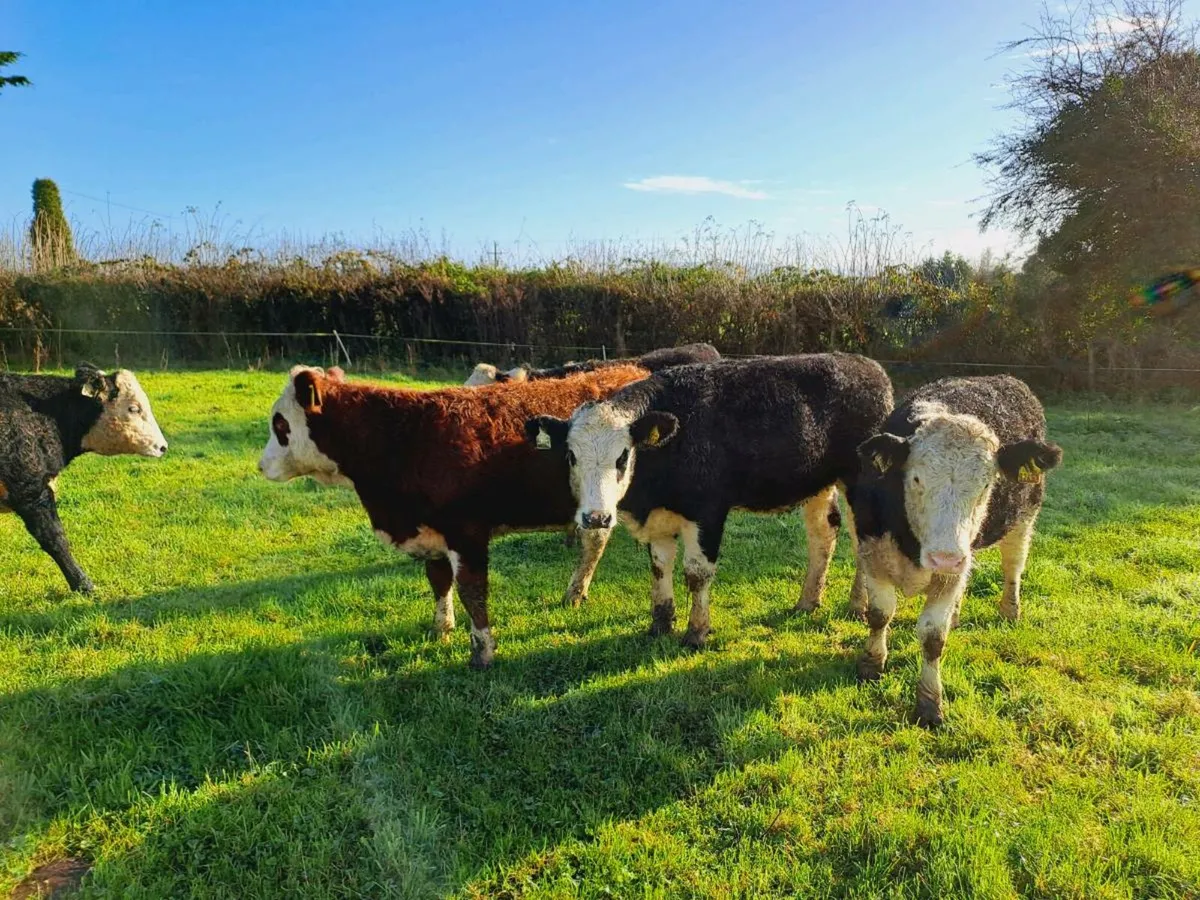 5 HEREFORD HEIFERS 340KGS - Image 4