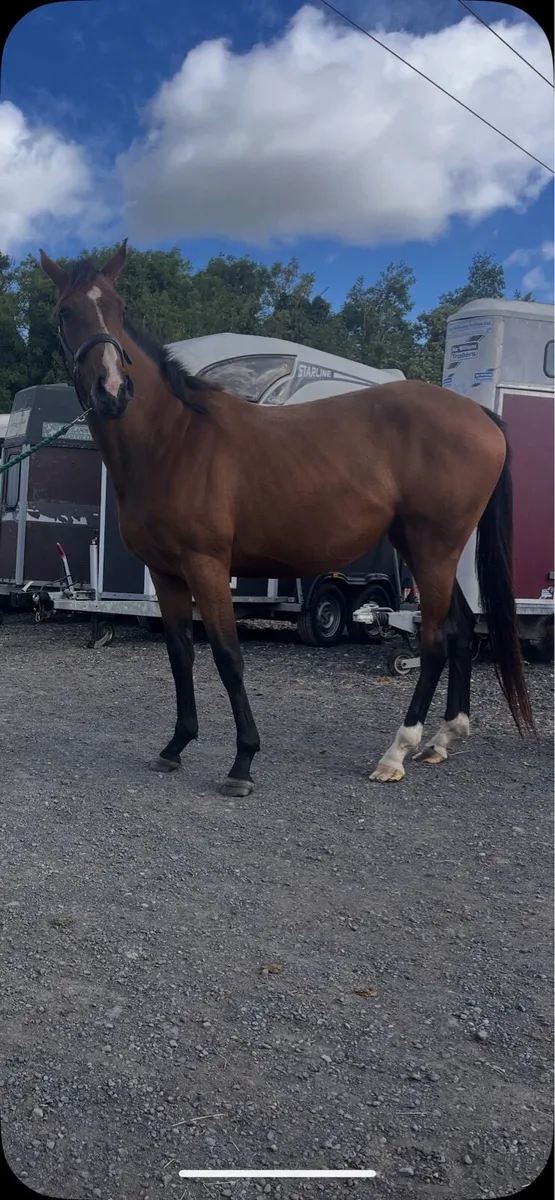 3 year old filly - Image 2