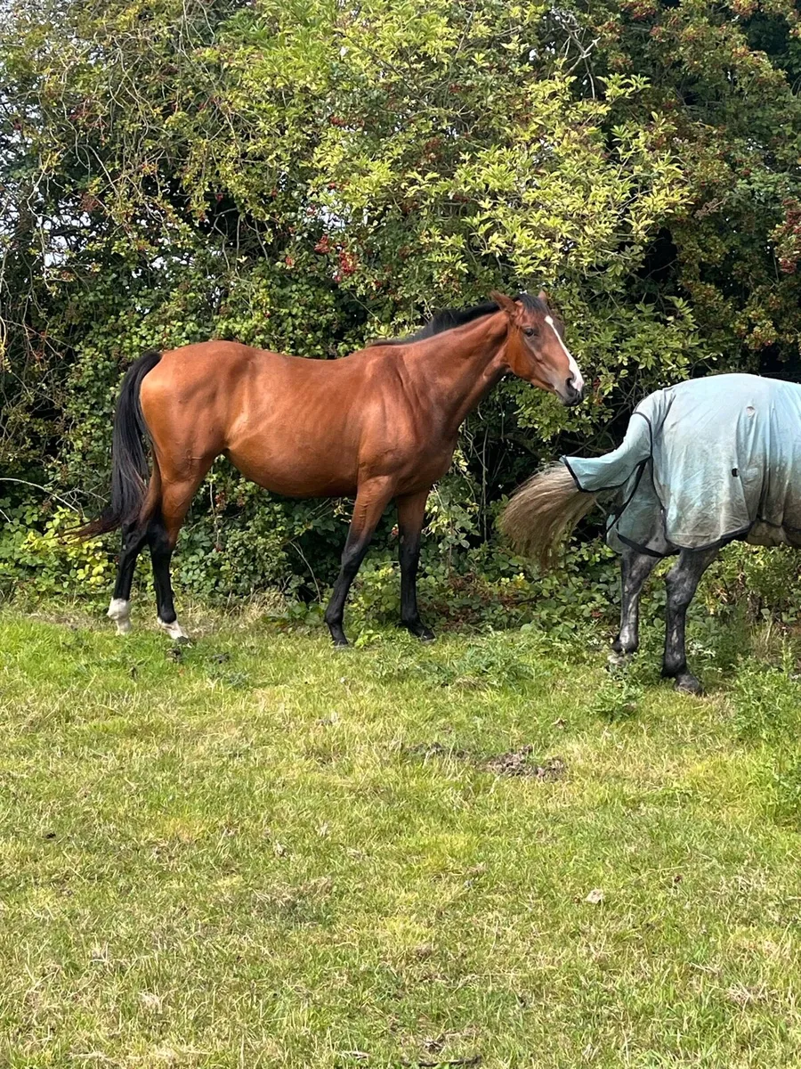 3 year old filly - Image 4