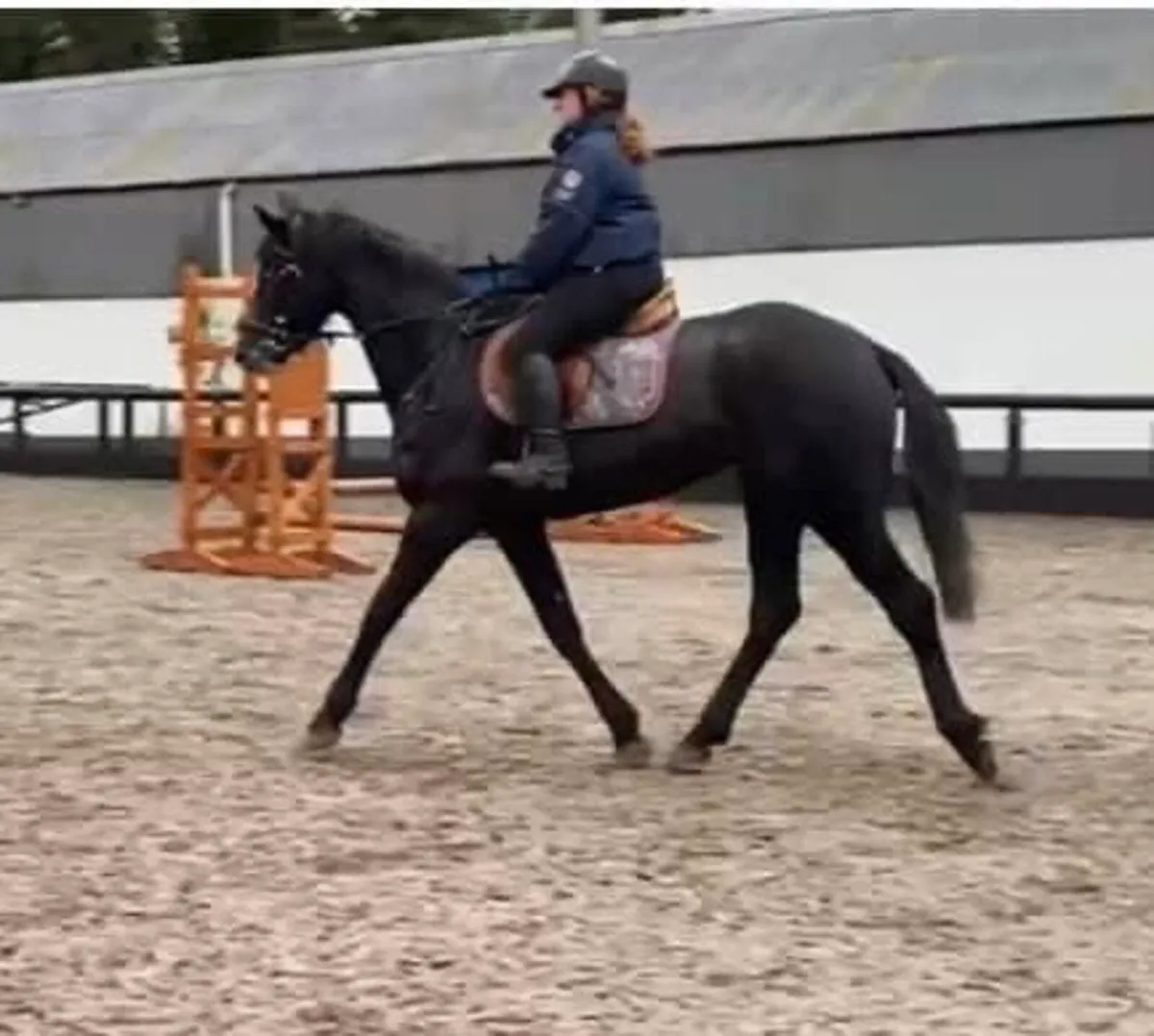 🌟 well bred young sport horses 🌟 - Image 1