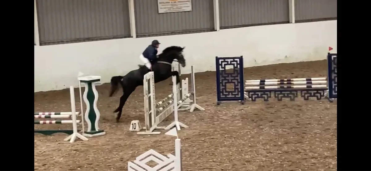 🌟 well bred young sport horses 🌟 - Image 2