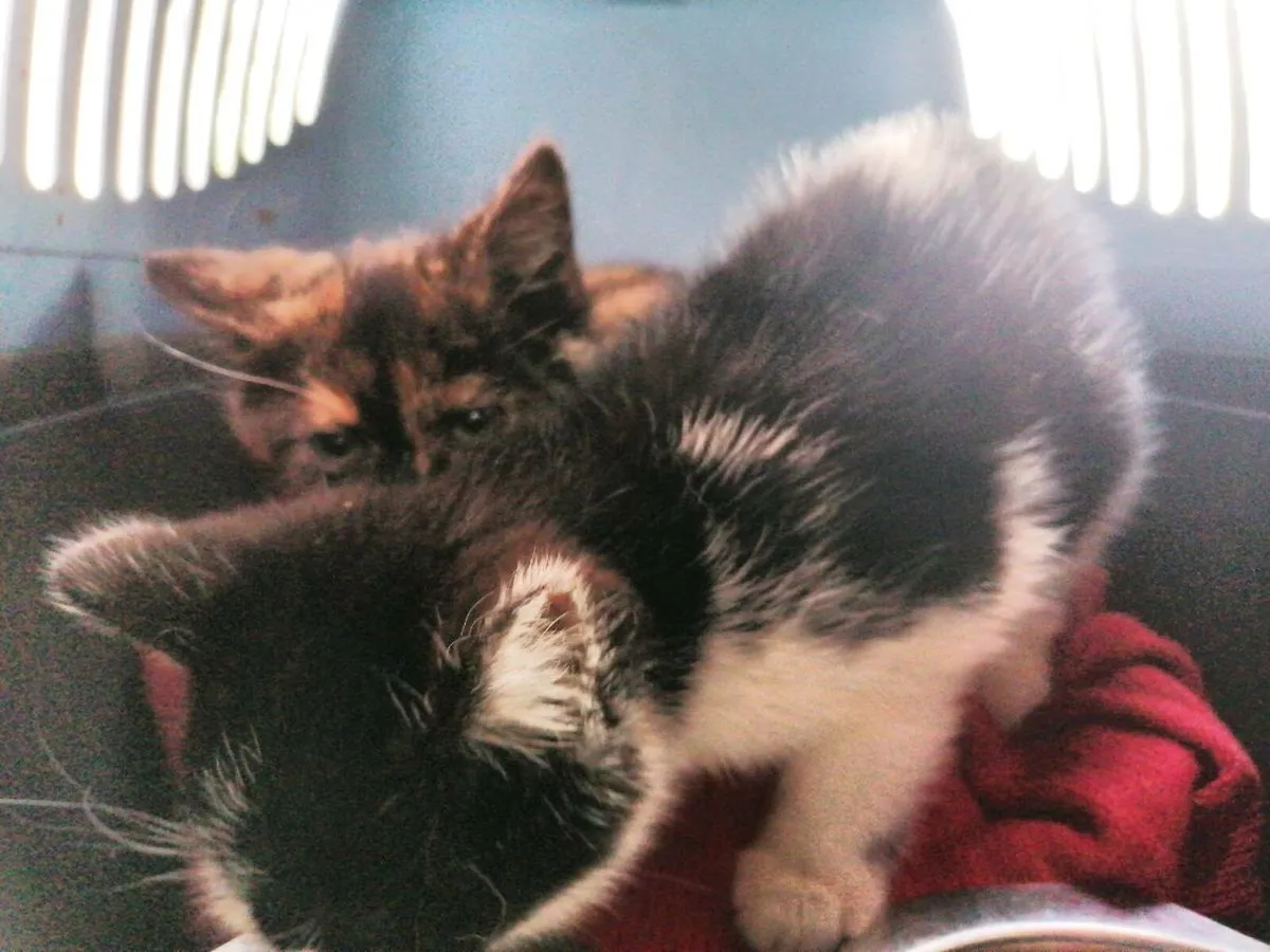 Kitten, free to good home - Image 3